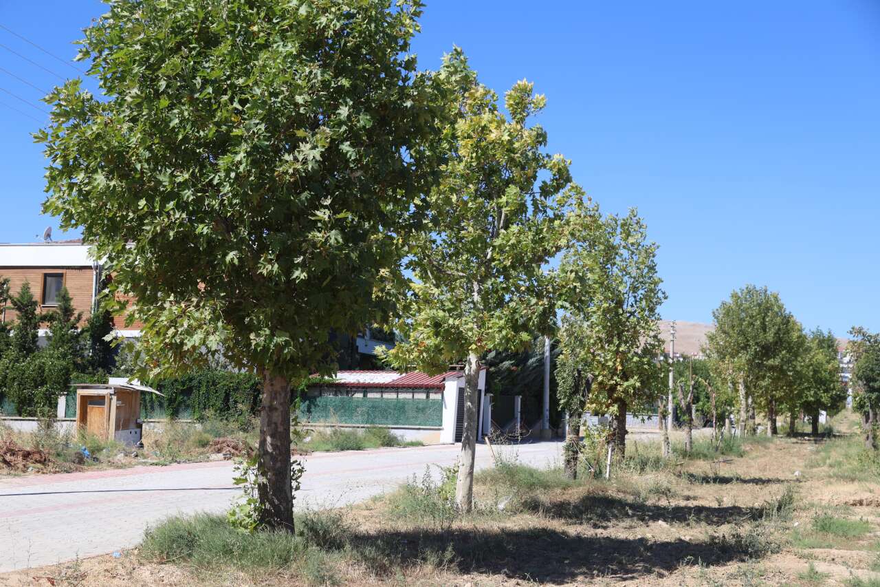 Konya’da tramvay çalışması nedeniyle kaldırılan ağaçların akıbeti belli oldu 7